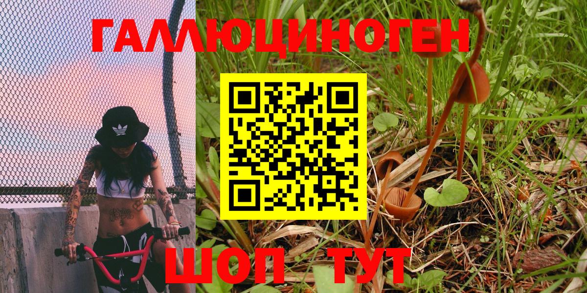 Дальнегорск  Псилоцибиновые грибы MAGIC MUSHROOMS  Вход с VPN 